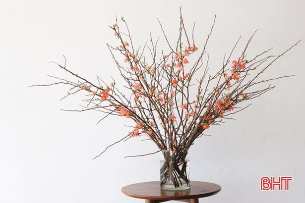 Hoa tết đẹp - độc - lạ ở Hà Tĩnh thỏa sức cho khách chơi Tết Canh Tý