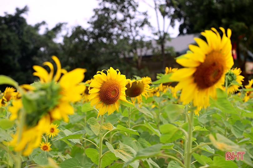 Hoa hướng dương khoe sắc rực rỡ trong chùa Mãn Nguyệt ở Nghi Xuân