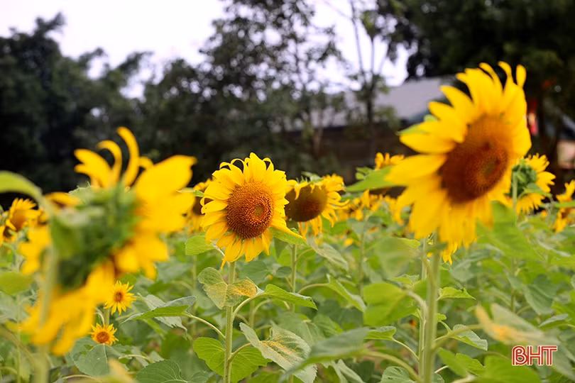 Hoa hướng dương khoe sắc rực rỡ trong chùa Mãn Nguyệt ở Nghi Xuân