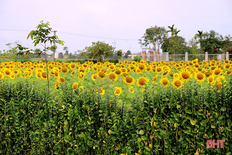 Hoa hướng dương khoe sắc rực rỡ trong chùa Mãn Nguyệt ở Nghi Xuân
