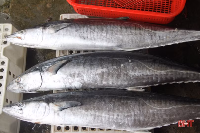 Tận mắt xem những con cá giá nửa chỉ vàng ngày Tết ở Hà Tĩnh