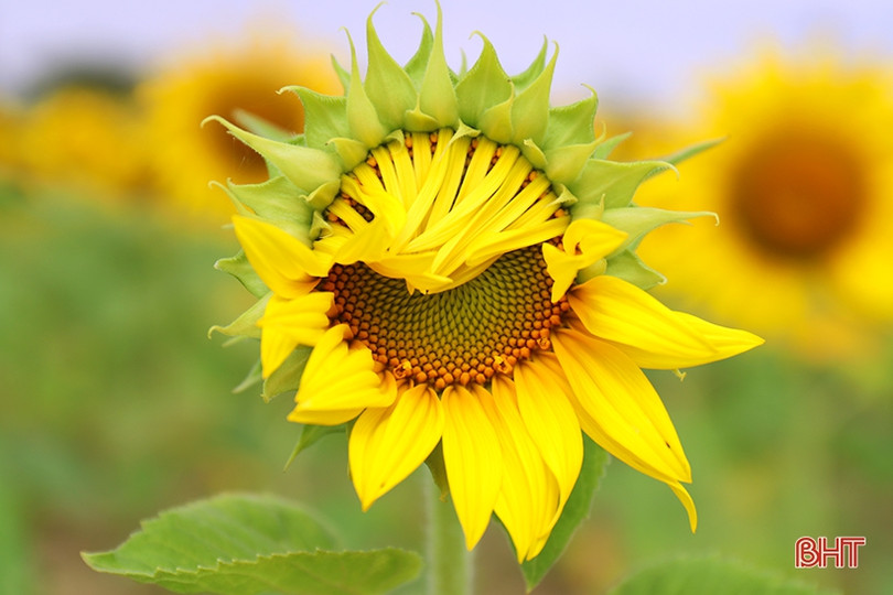 Hoa hướng dương khoe sắc rực rỡ trong chùa Mãn Nguyệt ở Nghi Xuân