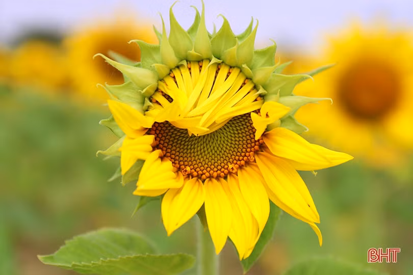 Hoa hướng dương khoe sắc rực rỡ trong chùa Mãn Nguyệt ở Nghi Xuân