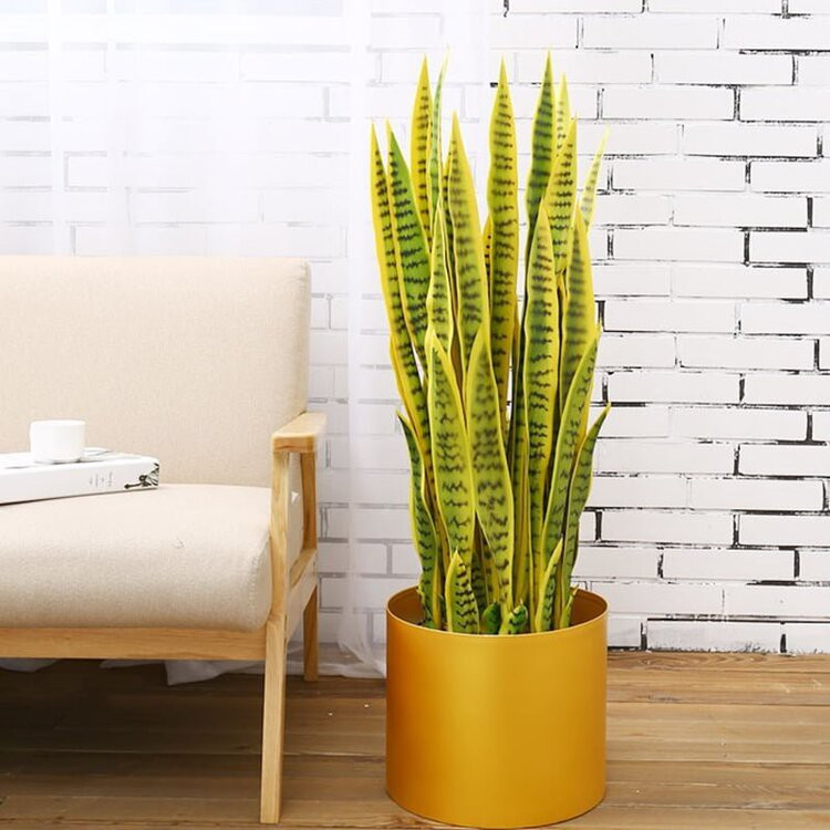 Loại cây giúp thanh lọc không khí trong nhà