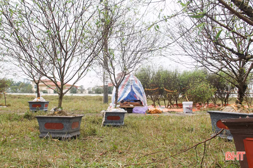 Những người “nằm sương” mang xuân về phố ở Hà Tĩnh