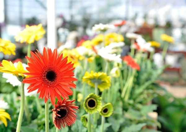 Loại cây giúp thanh lọc không khí trong nhà