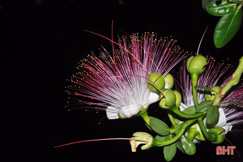 Tết ở Trường Sa