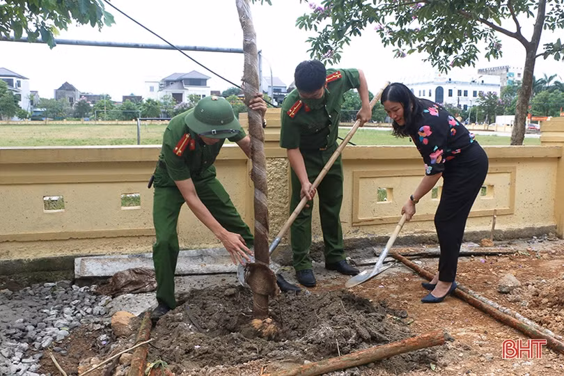 30 cây phượng vàng làm đẹp thêm cảnh quan phường trung tâm TP Hà Tĩnh