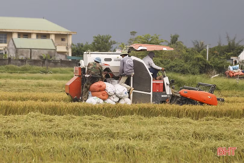 Can Lộc gần chạm đích thu hoạch lúa vụ xuân