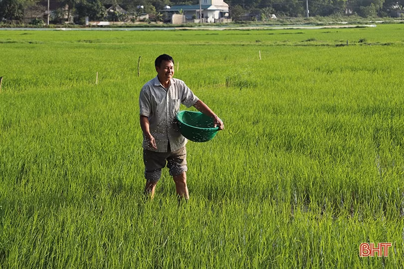 Nông dân phấn khởi ra đồng chăm sóc lúa xuân