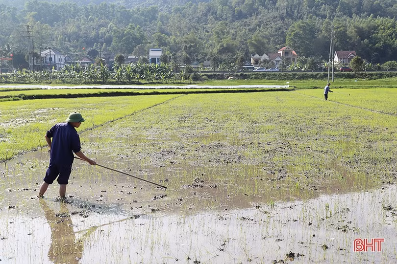Nông dân phấn khởi ra đồng chăm sóc lúa xuân