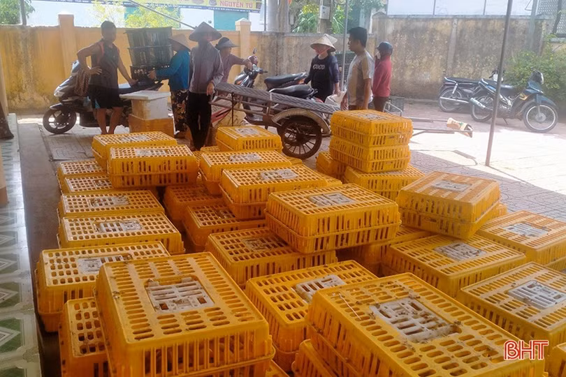 Mô hình sinh kế tiếp sức cho người nghèo TP Hà Tĩnh