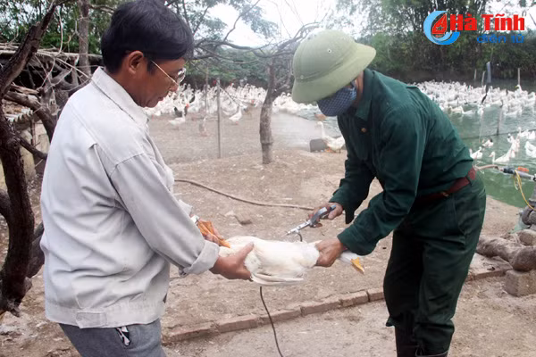 ha tinh quyet liet khong che dich benh gia suc gia cam