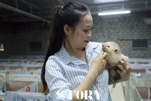 Tôi là “bảo mẫu” của gần 600 con dúi má đào Thái Lan