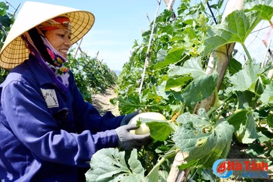 Liên kết DN - nông dân: 'Mắt xích' trong sản xuất rau, củ, quả ảnh 2 Liên kết DN - nông dân: 'Mắt xích' trong sản xuất rau, củ, quả ảnh 2