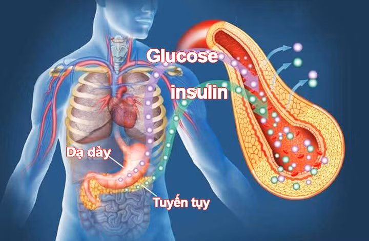 Chất xơ ảnh hưởng với cơ thể chúng ta như thế nào