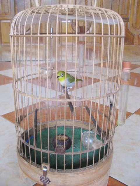 Để sở hữu 1 chú hoàng khuyên như thế này nhiều người đã phải bỏ ra hàng chục triệu đồng