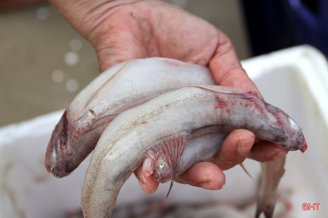 Ngư dân làng biển phía Nam Hà Tĩnh trúng đậm cá cháo, thu tiền triệu mỗi ngày