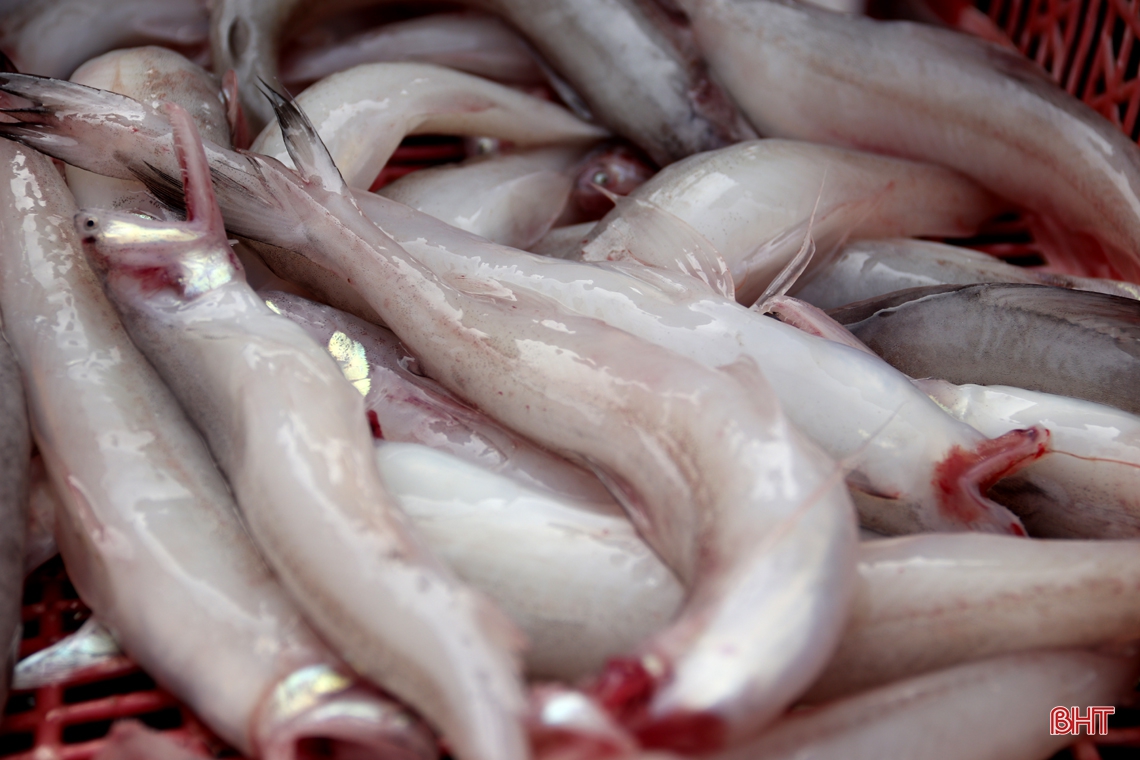 Ngư dân làng biển phía Nam Hà Tĩnh trúng đậm cá cháo, thu tiền triệu mỗi ngày