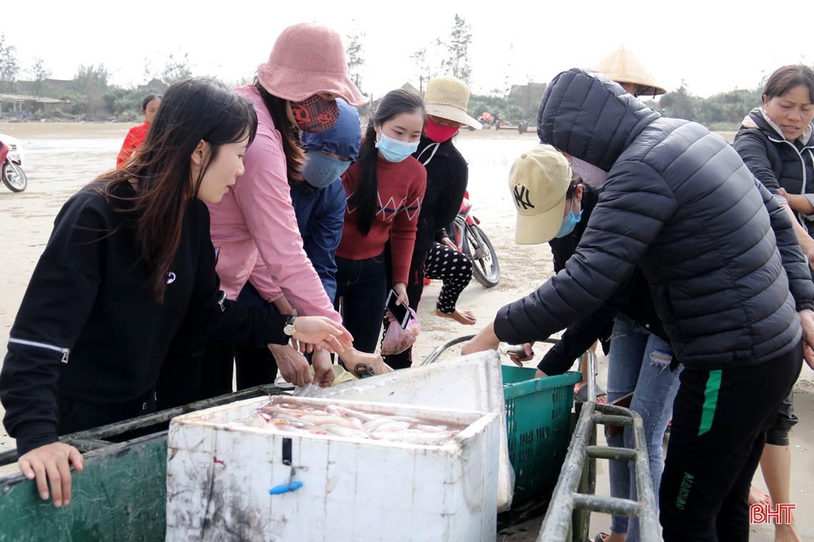 Ngư dân làng biển phía Nam Hà Tĩnh trúng đậm cá cháo, thu tiền triệu mỗi ngày