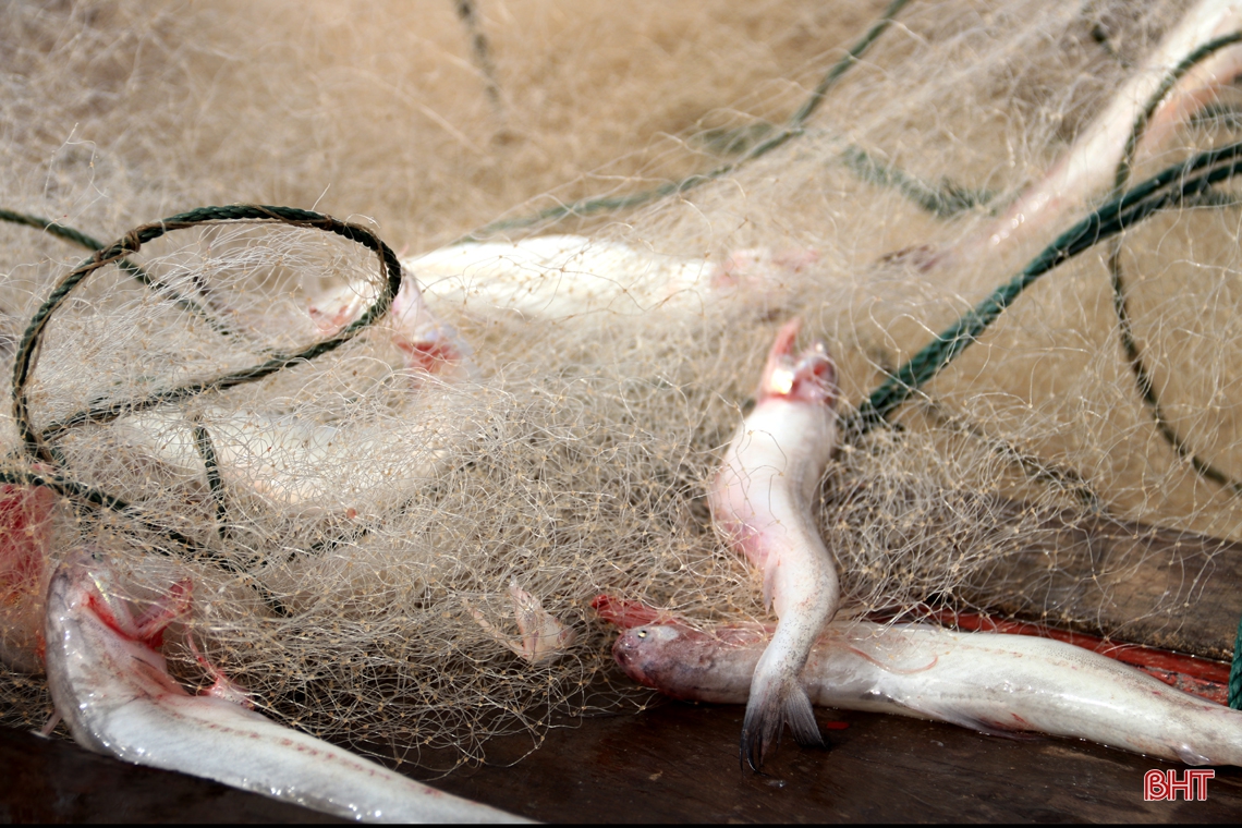 Ngư dân làng biển phía Nam Hà Tĩnh trúng đậm cá cháo, thu tiền triệu mỗi ngày