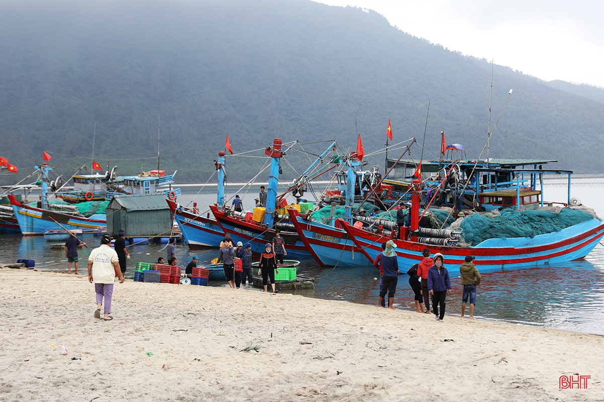 Ngư dân thị xã phía Nam Hà Tĩnh trúng đậm luồng cá cơm