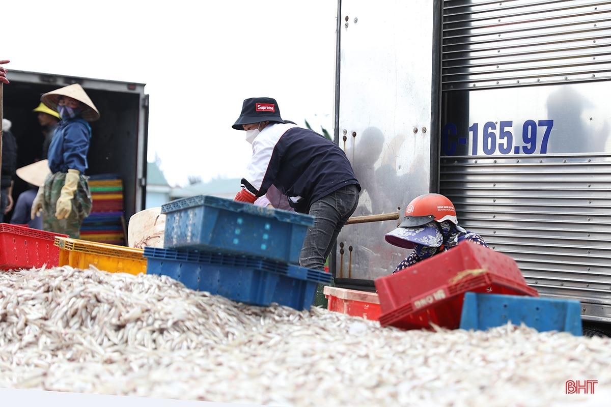 Ngư dân thị xã phía Nam Hà Tĩnh trúng đậm luồng cá cơm