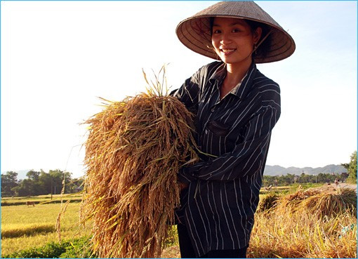 Bên cạnh việc thu hoạch bằng phương pháp thủ công truyền thống, người dân quê tôi đã mạnh dạn đưa cơ giới vào đồng ruộng, đẩy nhanh tiến độ thu hoạch Niềm vui được mùa đang hiện lên trên mỗi khuôn mặt những người lao động tần tảo, nhọc nhằn một nắng hai sương "Đồng quê hôm nay vui với thóc lúa mới Cho bõ công cày cấy bao ngày mong chờ" Lúa được tuốt ngay từ ngoài đồng và được phơi phong, sàng sẩy kỹ lưỡng trước khi đưa về nhà Mất điện - nỗi ám ảnh của người dân khi mùa thu hoạch đến Rơm được chở về làm thức ăn dự trữ cho trâu bò trong những ngày đông giá rét Vài năm trở lại đây, tình trạng đốt rơm, rạ diễn ra ngày càng phổ biến sau mùa gặt, gây ra những ảnh hưởng tiêu cực không nhỏ đến môi trường và sức khỏe của người dân. Như tranh chấp với thời gian, với đất trời, các nông dân đang đẩy nhanh tiến độ thu hoạch để giải phóng đồng ruộng và chuẩn bị bước vào một vụ mới - vụ hè thu với không ít những khó khăn đang chờ đợi ở phía trước.