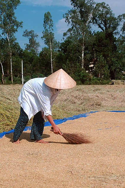 Bên cạnh việc thu hoạch bằng phương pháp thủ công truyền thống, người dân quê tôi đã mạnh dạn đưa cơ giới vào đồng ruộng, đẩy nhanh tiến độ thu hoạch Niềm vui được mùa đang hiện lên trên mỗi khuôn mặt những người lao động tần tảo, nhọc nhằn một nắng hai sương "Đồng quê hôm nay vui với thóc lúa mới Cho bõ công cày cấy bao ngày mong chờ" Lúa được tuốt ngay từ ngoài đồng và được phơi phong, sàng sẩy kỹ lưỡng trước khi đưa về nhà Mất điện - nỗi ám ảnh của người dân khi mùa thu hoạch đến Rơm được chở về làm thức ăn dự trữ cho trâu bò trong những ngày đông giá rét Vài năm trở lại đây, tình trạng đốt rơm, rạ diễn ra ngày càng phổ biến sau mùa gặt, gây ra những ảnh hưởng tiêu cực không nhỏ đến môi trường và sức khỏe của người dân. Như tranh chấp với thời gian, với đất trời, các nông dân đang đẩy nhanh tiến độ thu hoạch để giải phóng đồng ruộng và chuẩn bị bước vào một vụ mới - vụ hè thu với không ít những khó khăn đang chờ đợi ở phía trước.