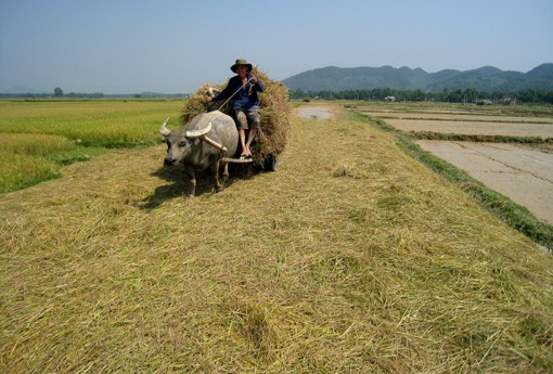 Bên cạnh việc thu hoạch bằng phương pháp thủ công truyền thống, người dân quê tôi đã mạnh dạn đưa cơ giới vào đồng ruộng, đẩy nhanh tiến độ thu hoạch Niềm vui được mùa đang hiện lên trên mỗi khuôn mặt những người lao động tần tảo, nhọc nhằn một nắng hai sương "Đồng quê hôm nay vui với thóc lúa mới Cho bõ công cày cấy bao ngày mong chờ" Lúa được tuốt ngay từ ngoài đồng và được phơi phong, sàng sẩy kỹ lưỡng trước khi đưa về nhà Mất điện - nỗi ám ảnh của người dân khi mùa thu hoạch đến Rơm được chở về làm thức ăn dự trữ cho trâu bò trong những ngày đông giá rét Vài năm trở lại đây, tình trạng đốt rơm, rạ diễn ra ngày càng phổ biến sau mùa gặt, gây ra những ảnh hưởng tiêu cực không nhỏ đến môi trường và sức khỏe của người dân. Như tranh chấp với thời gian, với đất trời, các nông dân đang đẩy nhanh tiến độ thu hoạch để giải phóng đồng ruộng và chuẩn bị bước vào một vụ mới - vụ hè thu với không ít những khó khăn đang chờ đợi ở phía trước.