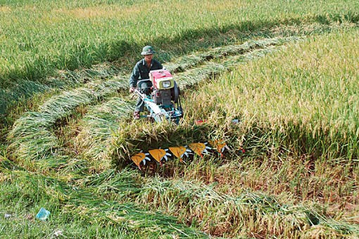 Bên cạnh việc thu hoạch bằng phương pháp thủ công truyền thống, người dân quê tôi đã mạnh dạn đưa cơ giới vào đồng ruộng, đẩy nhanh tiến độ thu hoạch Niềm vui được mùa đang hiện lên trên mỗi khuôn mặt những người lao động tần tảo, nhọc nhằn một nắng hai sương "Đồng quê hôm nay vui với thóc lúa mới Cho bõ công cày cấy bao ngày mong chờ" Lúa được tuốt ngay từ ngoài đồng và được phơi phong, sàng sẩy kỹ lưỡng trước khi đưa về nhà Mất điện - nỗi ám ảnh của người dân khi mùa thu hoạch đến Rơm được chở về làm thức ăn dự trữ cho trâu bò trong những ngày đông giá rét Vài năm trở lại đây, tình trạng đốt rơm, rạ diễn ra ngày càng phổ biến sau mùa gặt, gây ra những ảnh hưởng tiêu cực không nhỏ đến môi trường và sức khỏe của người dân. Như tranh chấp với thời gian, với đất trời, các nông dân đang đẩy nhanh tiến độ thu hoạch để giải phóng đồng ruộng và chuẩn bị bước vào một vụ mới - vụ hè thu với không ít những khó khăn đang chờ đợi ở phía trước.