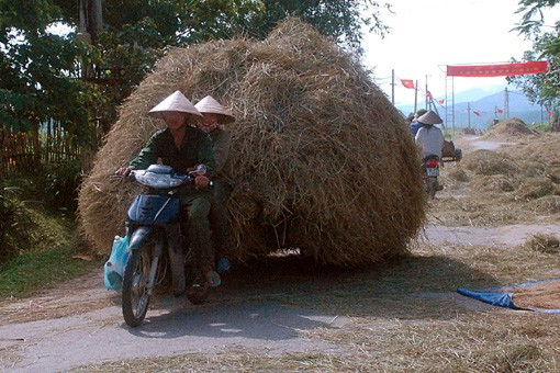 Bên cạnh việc thu hoạch bằng phương pháp thủ công truyền thống, người dân quê tôi đã mạnh dạn đưa cơ giới vào đồng ruộng, đẩy nhanh tiến độ thu hoạch Niềm vui được mùa đang hiện lên trên mỗi khuôn mặt những người lao động tần tảo, nhọc nhằn một nắng hai sương "Đồng quê hôm nay vui với thóc lúa mới Cho bõ công cày cấy bao ngày mong chờ" Lúa được tuốt ngay từ ngoài đồng và được phơi phong, sàng sẩy kỹ lưỡng trước khi đưa về nhà Mất điện - nỗi ám ảnh của người dân khi mùa thu hoạch đến Rơm được chở về làm thức ăn dự trữ cho trâu bò trong những ngày đông giá rét Vài năm trở lại đây, tình trạng đốt rơm, rạ diễn ra ngày càng phổ biến sau mùa gặt, gây ra những ảnh hưởng tiêu cực không nhỏ đến môi trường và sức khỏe của người dân. Như tranh chấp với thời gian, với đất trời, các nông dân đang đẩy nhanh tiến độ thu hoạch để giải phóng đồng ruộng và chuẩn bị bước vào một vụ mới - vụ hè thu với không ít những khó khăn đang chờ đợi ở phía trước.