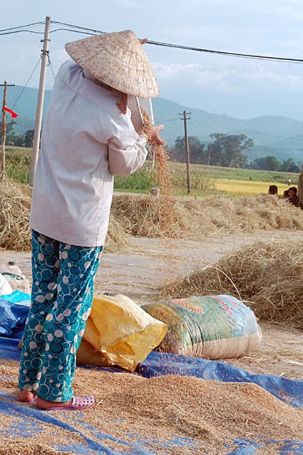 Bên cạnh việc thu hoạch bằng phương pháp thủ công truyền thống, người dân quê tôi đã mạnh dạn đưa cơ giới vào đồng ruộng, đẩy nhanh tiến độ thu hoạch Niềm vui được mùa đang hiện lên trên mỗi khuôn mặt những người lao động tần tảo, nhọc nhằn một nắng hai sương "Đồng quê hôm nay vui với thóc lúa mới Cho bõ công cày cấy bao ngày mong chờ" Lúa được tuốt ngay từ ngoài đồng và được phơi phong, sàng sẩy kỹ lưỡng trước khi đưa về nhà Mất điện - nỗi ám ảnh của người dân khi mùa thu hoạch đến Rơm được chở về làm thức ăn dự trữ cho trâu bò trong những ngày đông giá rét Vài năm trở lại đây, tình trạng đốt rơm, rạ diễn ra ngày càng phổ biến sau mùa gặt, gây ra những ảnh hưởng tiêu cực không nhỏ đến môi trường và sức khỏe của người dân. Như tranh chấp với thời gian, với đất trời, các nông dân đang đẩy nhanh tiến độ thu hoạch để giải phóng đồng ruộng và chuẩn bị bước vào một vụ mới - vụ hè thu với không ít những khó khăn đang chờ đợi ở phía trước.