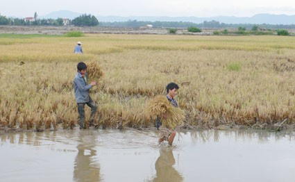 Những chân ruộng cuối cùng được thu hoạch