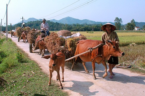 Bên cạnh việc thu hoạch bằng phương pháp thủ công truyền thống, người dân quê tôi đã mạnh dạn đưa cơ giới vào đồng ruộng, đẩy nhanh tiến độ thu hoạch Niềm vui được mùa đang hiện lên trên mỗi khuôn mặt những người lao động tần tảo, nhọc nhằn một nắng hai sương "Đồng quê hôm nay vui với thóc lúa mới Cho bõ công cày cấy bao ngày mong chờ" Lúa được tuốt ngay từ ngoài đồng và được phơi phong, sàng sẩy kỹ lưỡng trước khi đưa về nhà Mất điện - nỗi ám ảnh của người dân khi mùa thu hoạch đến Rơm được chở về làm thức ăn dự trữ cho trâu bò trong những ngày đông giá rét Vài năm trở lại đây, tình trạng đốt rơm, rạ diễn ra ngày càng phổ biến sau mùa gặt, gây ra những ảnh hưởng tiêu cực không nhỏ đến môi trường và sức khỏe của người dân. Như tranh chấp với thời gian, với đất trời, các nông dân đang đẩy nhanh tiến độ thu hoạch để giải phóng đồng ruộng và chuẩn bị bước vào một vụ mới - vụ hè thu với không ít những khó khăn đang chờ đợi ở phía trước.