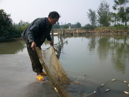 Mô hình nuôi cá, vịt của ông Trần Viết Thái ở xóm Đông Tân, xã Thạch Tân đưa lại thu nhập cao cho gia đình
