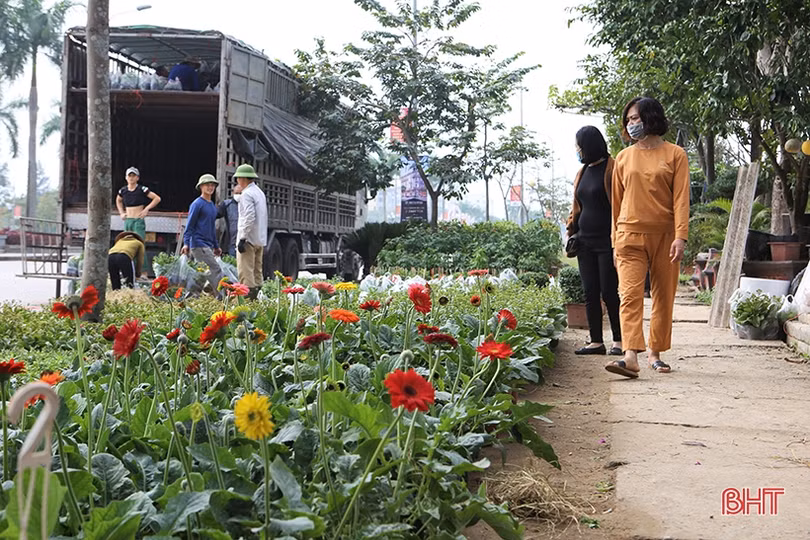 Người Hà Tĩnh “chơi” cây gì đón Tết Nhâm Dần?