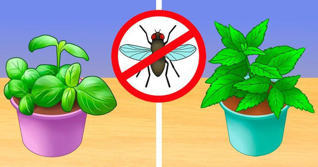 6 mẹo giúp nhà bạn “sạch bóng” côn trùng mà không dùng chất hóa học - Ảnh 1. 6 mẹo giúp nhà bạn “sạch bóng” côn trùng mà không dùng chất hóa học