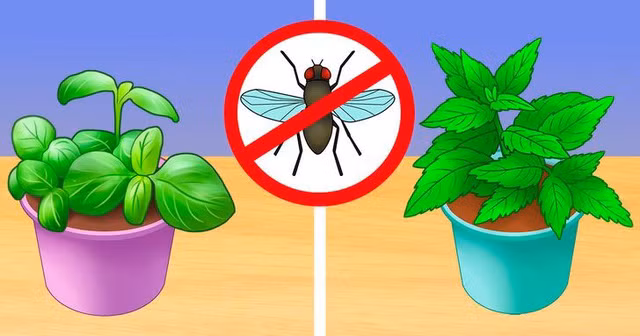 6 mẹo giúp nhà bạn “sạch bóng” côn trùng mà không dùng chất hóa học