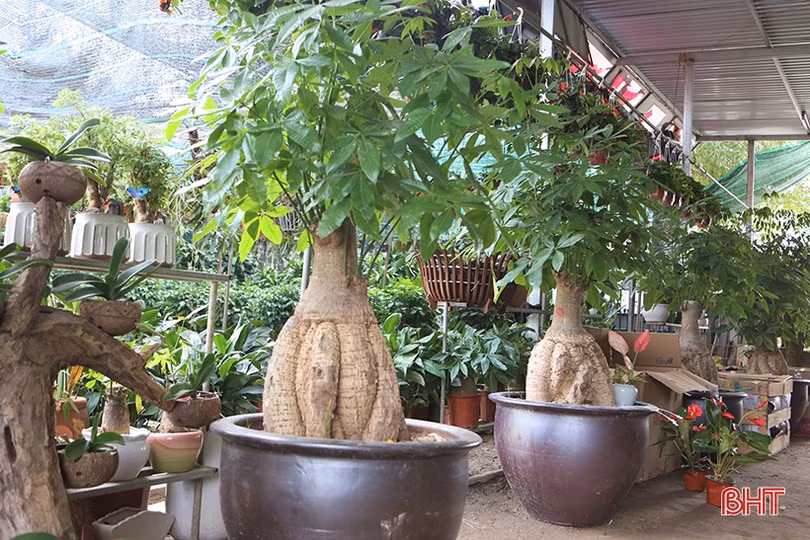 Người Hà Tĩnh “chơi” cây gì đón Tết Nhâm Dần?