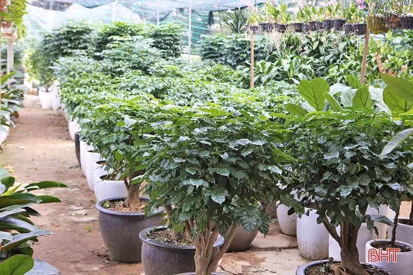 Người Hà Tĩnh “chơi” cây gì đón Tết Nhâm Dần?