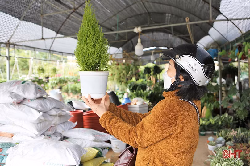 Người Hà Tĩnh “chơi” cây gì đón Tết Nhâm Dần?