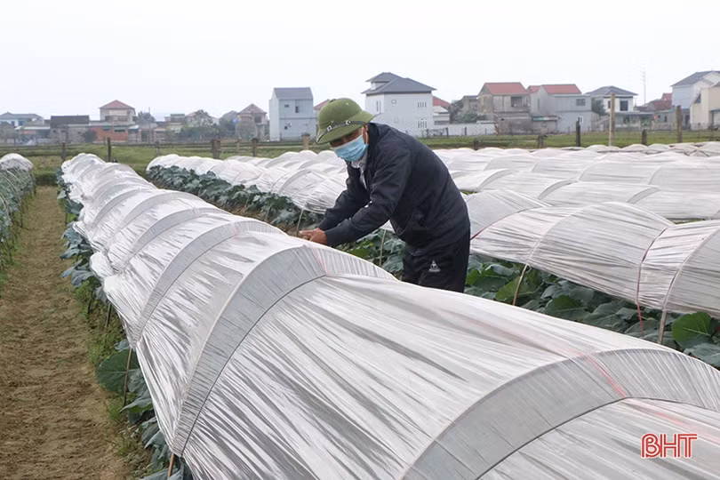 Tích tụ ruộng đất, nông dân TP Hà Tĩnh đầu tư phát triển nông nghiệp đô thị