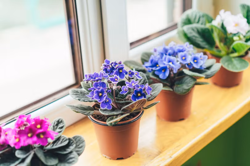 11 cây cảnh thanh lọc không khí, mang lại năng lượng tích cực