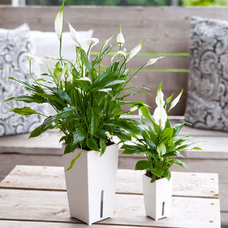 11 cây cảnh thanh lọc không khí, mang lại năng lượng tích cực