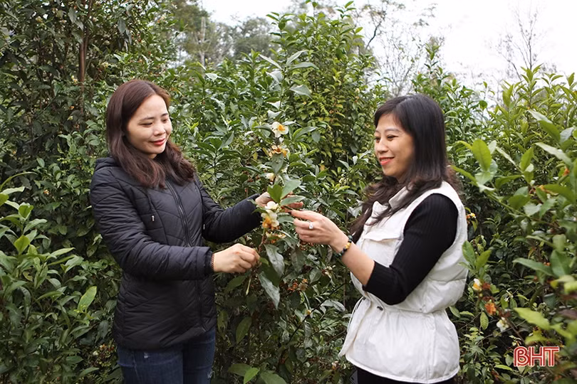 Sẽ xây dựng tour/tuyến kết nối du khách gắn với sản phẩm OCOP Hà Tĩnh