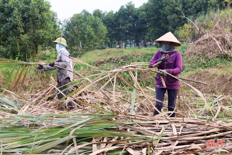 Linh hoạt kết nối, tìm kiếm khách hàng để mật mía Vũ Quang ngọt mãi