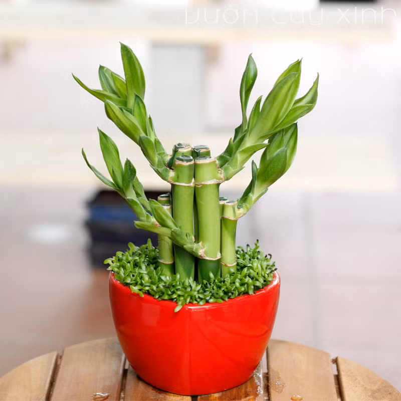 11 cây cảnh thanh lọc không khí, mang lại năng lượng tích cực