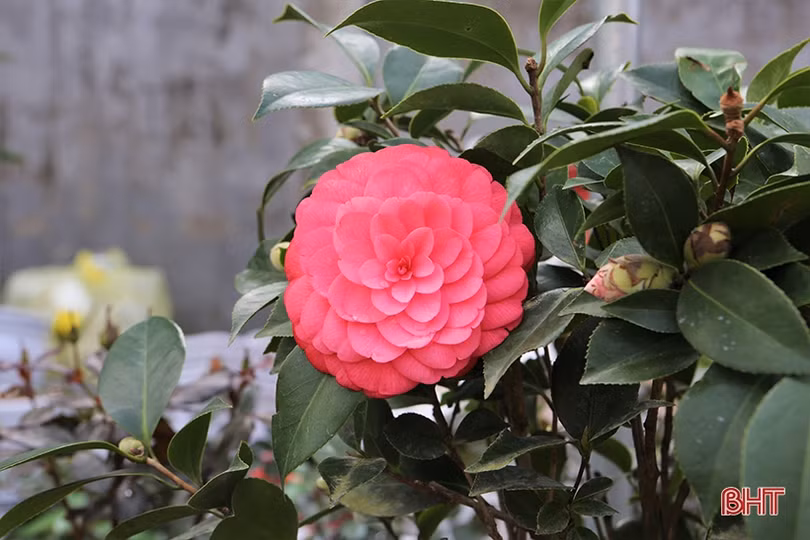 Người Hà Tĩnh “chơi” cây gì đón Tết Nhâm Dần?