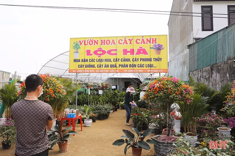 Người Hà Tĩnh “chơi” cây gì đón Tết Nhâm Dần?